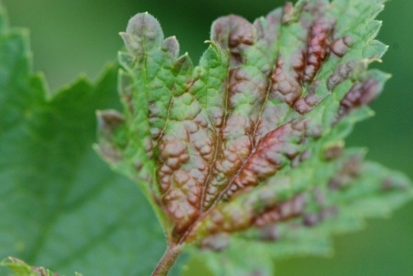 Диагностика вирусов смородины по листьям